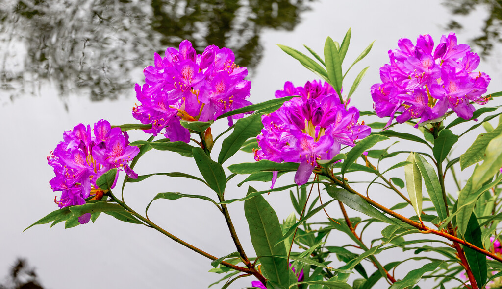 Pontic Rhododendron  by lifeat60degrees