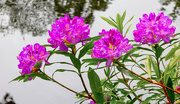 24th May 2024 - Pontic Rhododendron 