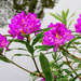 Pontic Rhododendron  by lifeat60degrees