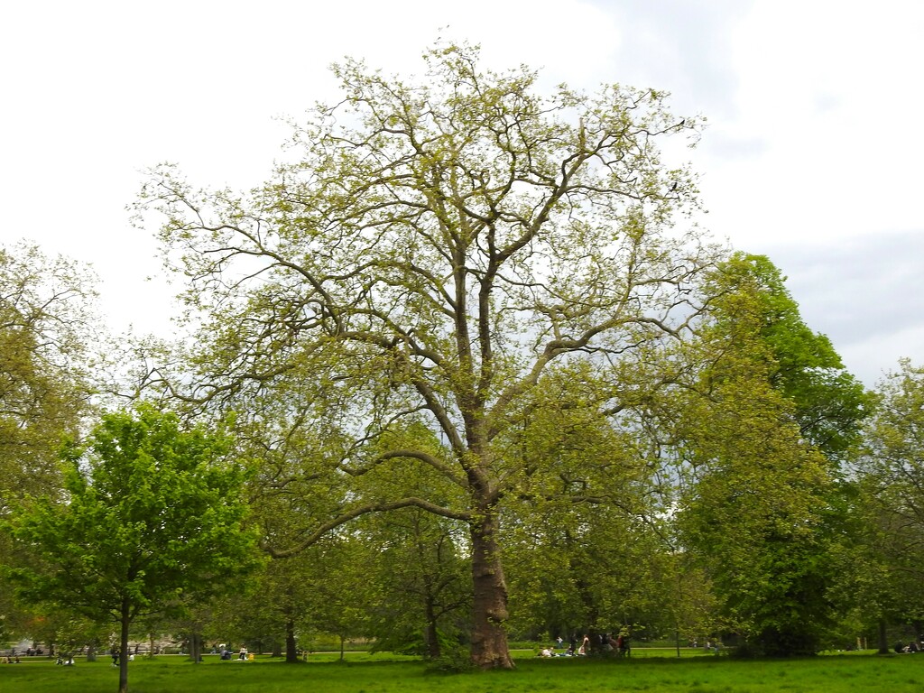 Trees in Kensigton Gardens by oldjosh
