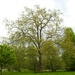 Trees in Kensigton Gardens