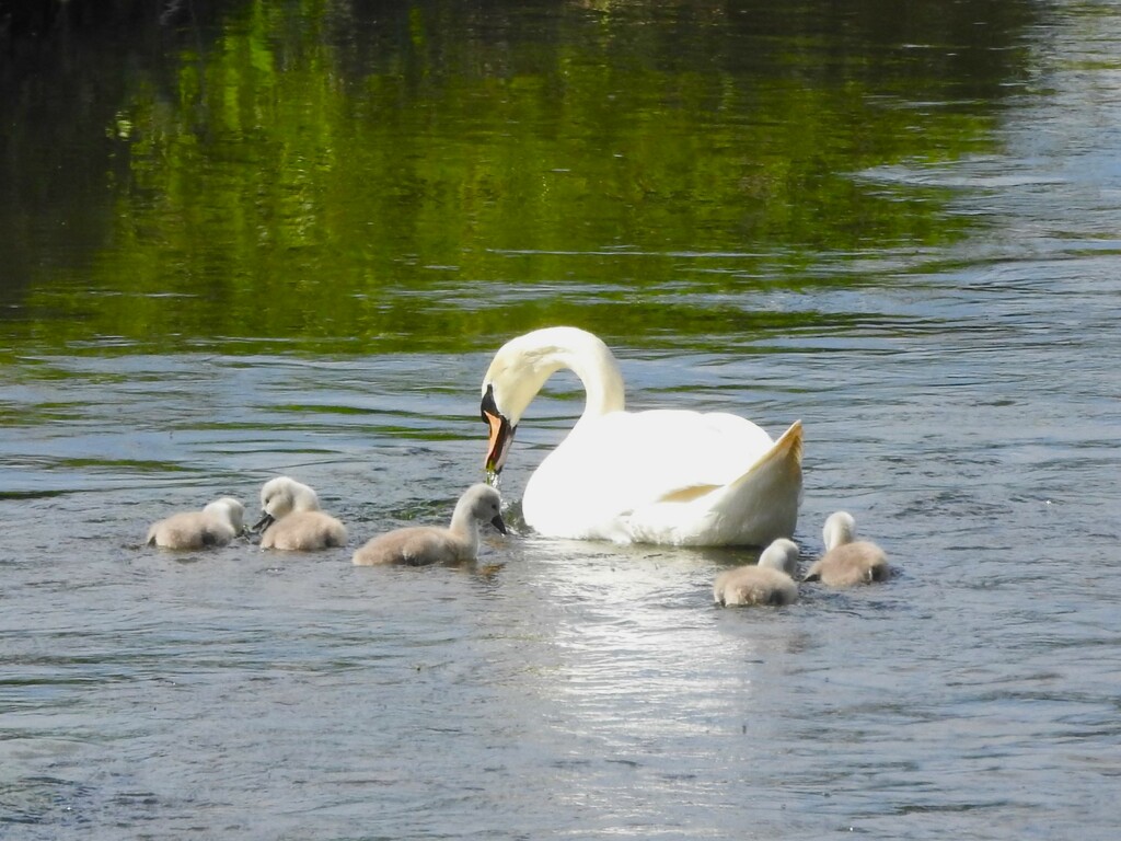 The Swan Family by oldjosh