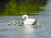 6th May 2024 - The Swan Family