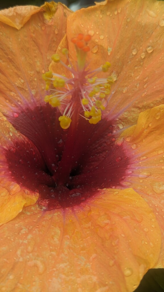 Fiesta Hibiscus  by photogypsy