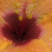 Fiesta Hibiscus  by photogypsy