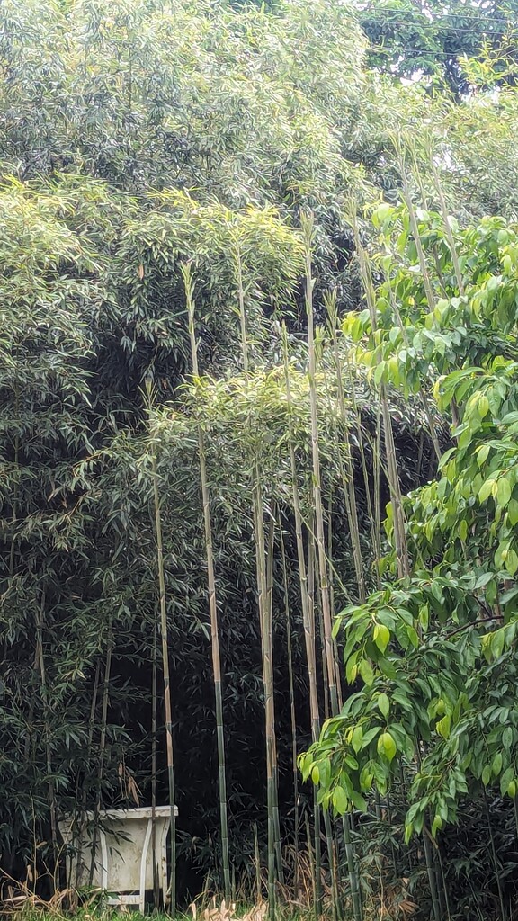 Bamboo Jungle by photogypsy