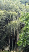 6th May 2024 - Bamboo Jungle