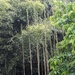 Bamboo Jungle