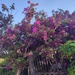 Bougainvillea by countrylassie