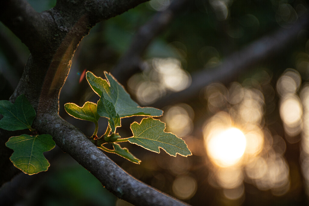 Backlit Fig Leaves... by thewatersphotos