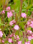 7th May 2024 - Red Campion