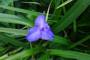 24th May 2024 - first Tradescantia