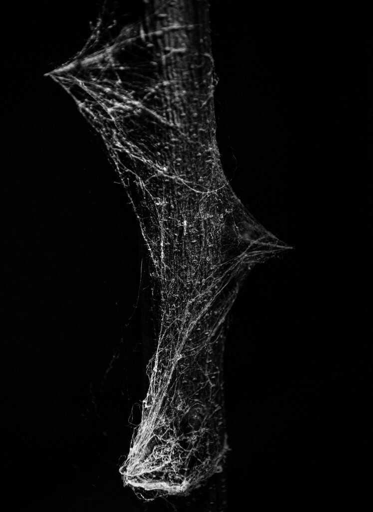 Thorn and web by darchibald