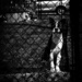 Caged by darchibald