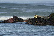 24th May 2024 - Baby Sea Lion Waiting for Mom 