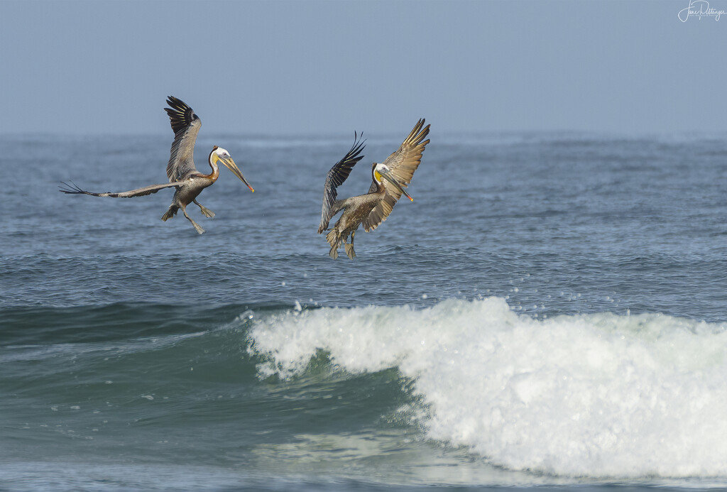 Brown Pelicans Surf Fishing  by jgpittenger