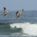 Brown Pelicans Surf Fishing  by jgpittenger