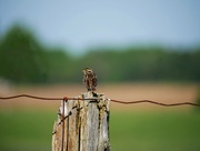 24th May 2024 - Savannah Sparrow