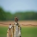 Savannah Sparrow by ljmanning