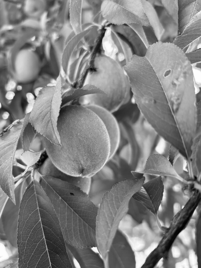 Peaches by darsphotos