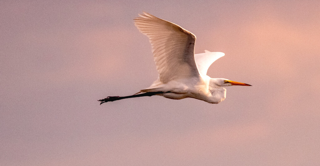 Egret Flying By! by rickster549