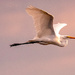 Egret Flying By!