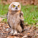 Baby Great Horned Owl!