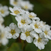 spirea by aecasey