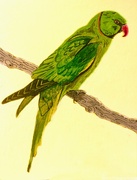 25th May 2024 - Parakeet (painting)
