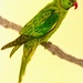 Parakeet (painting) by stuart46