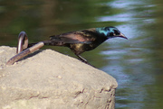 24th May 2024 - Colourful Grackle