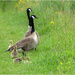 Canada Geese and chicks  by clifford