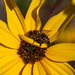 Bee on Sunflower by nannasgotitgoingon