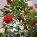 Do roses like morning sun?  by beverley365
