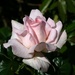 pink rose by kametty