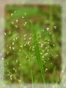 25th May 2024 - Lesser quaking grass...