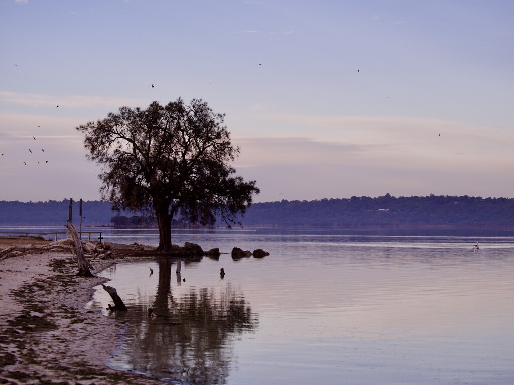 Dawn At Heron Point P5241965 by merrelyn