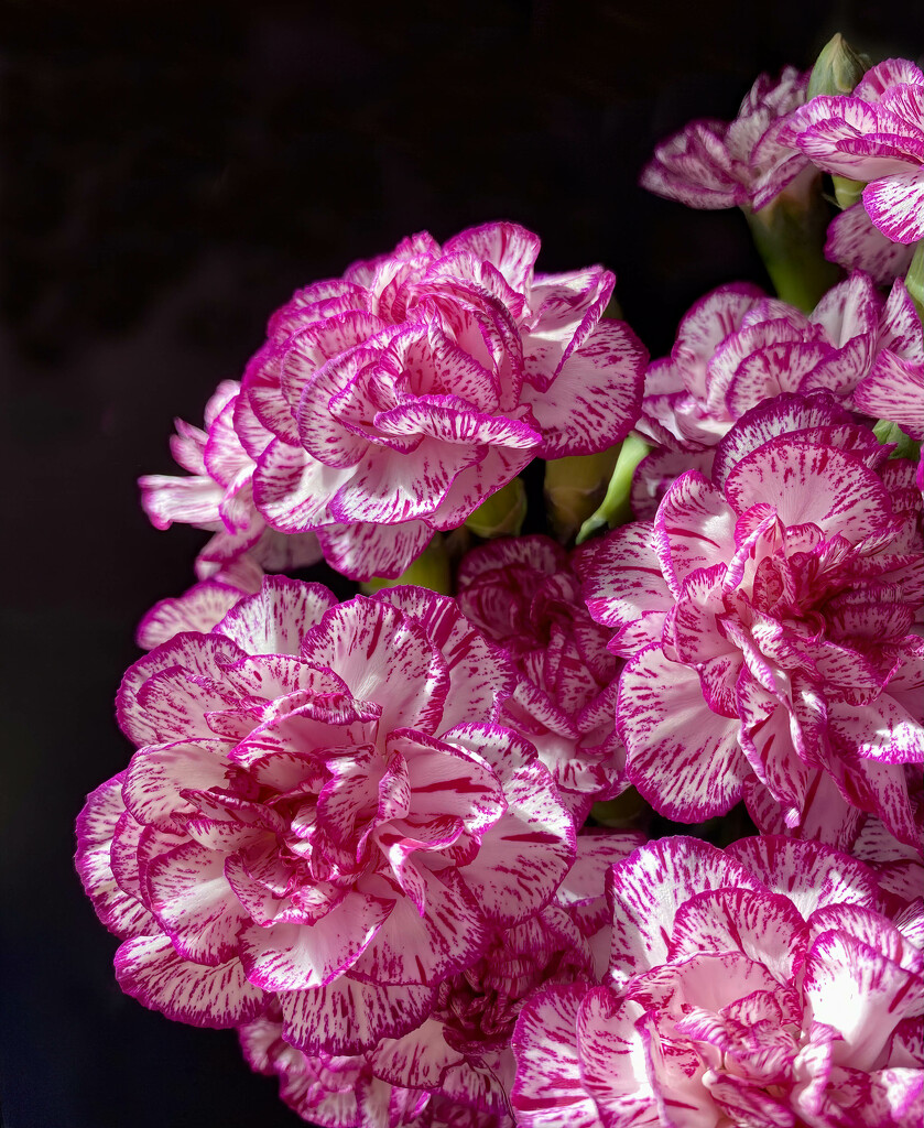 Carnations In Moring Light by paintdipper