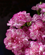 25th May 2024 - Carnations In Moring Light