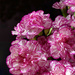 Carnations In Moring Light