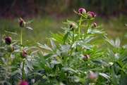 25th May 2024 - Just One Of My Peonies