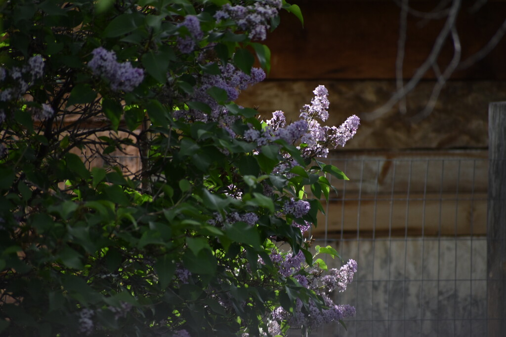 Lilacs At Evening by bjywamer