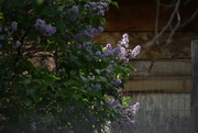 25th May 2024 - Lilacs At Evening