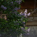 Lilacs At Evening
