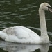 Swan by fishers