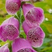 Foxglove