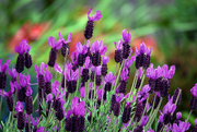 25th May 2024 - French Lavender