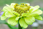 21st May 2024 - Queen Lime Red Zinnia...