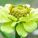 Queen Lime Red Zinnia... by thewatersphotos