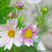 Apricot Lemonade Cosmos...